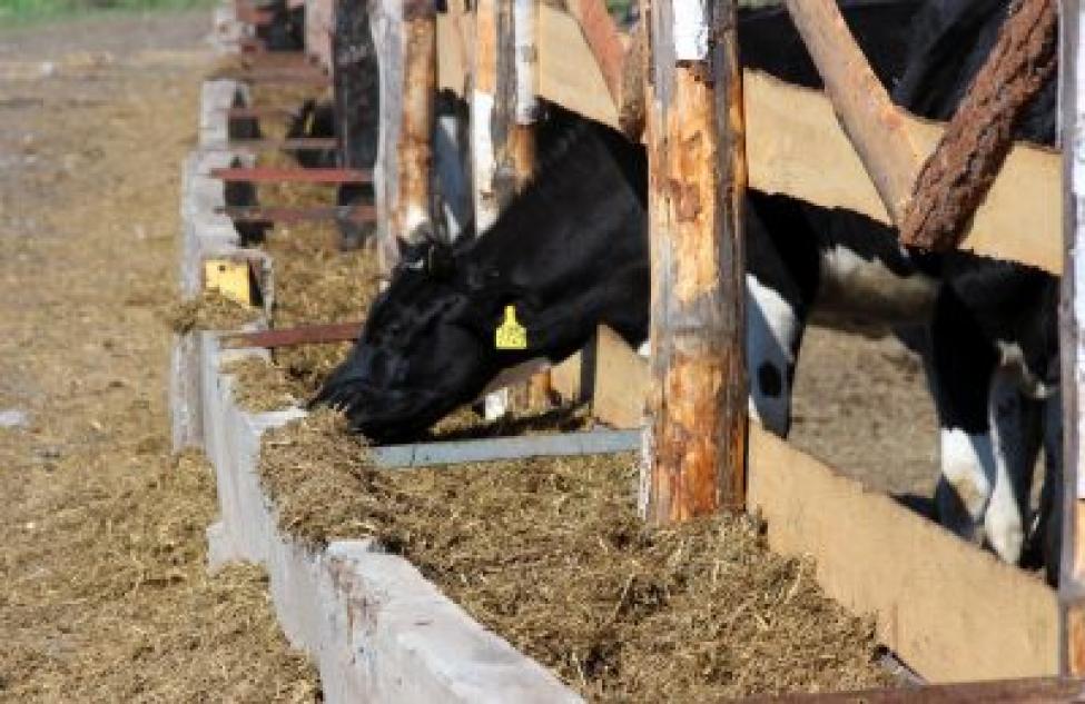 122 тонны молока в день получают животноводы района