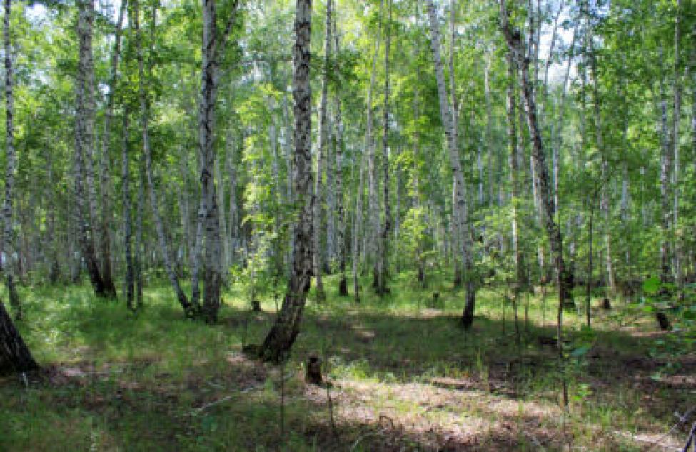 В Татарском районе двое жителей потерялись в лесу