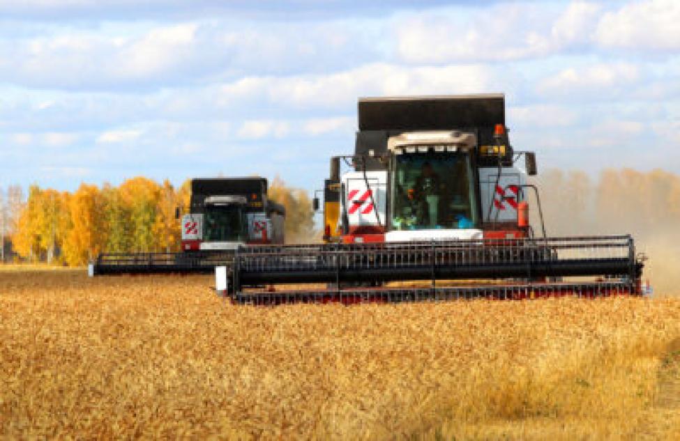 Миллиона тонн зерна недосчитались этой осенью аграрии Новосибирской области