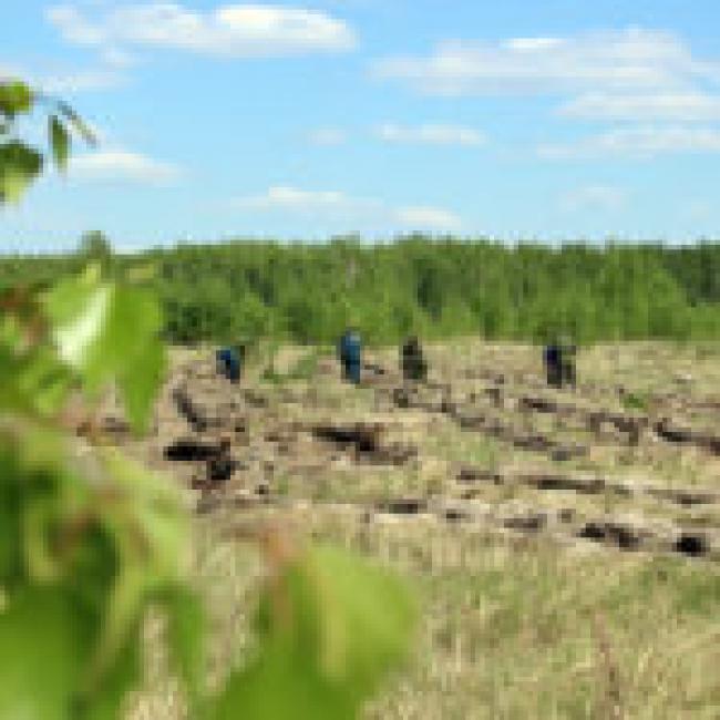 Работники лесной отрасли Татарского района принимают поздравления с праздником