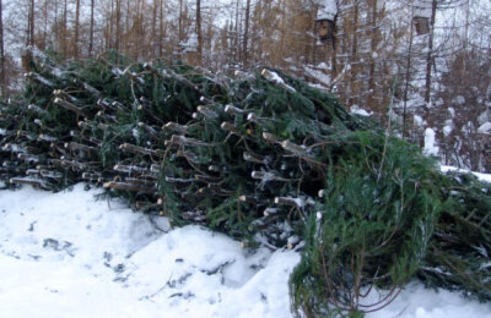 В Татарском лесхозе начался сезон заготовки новогодних деревьев