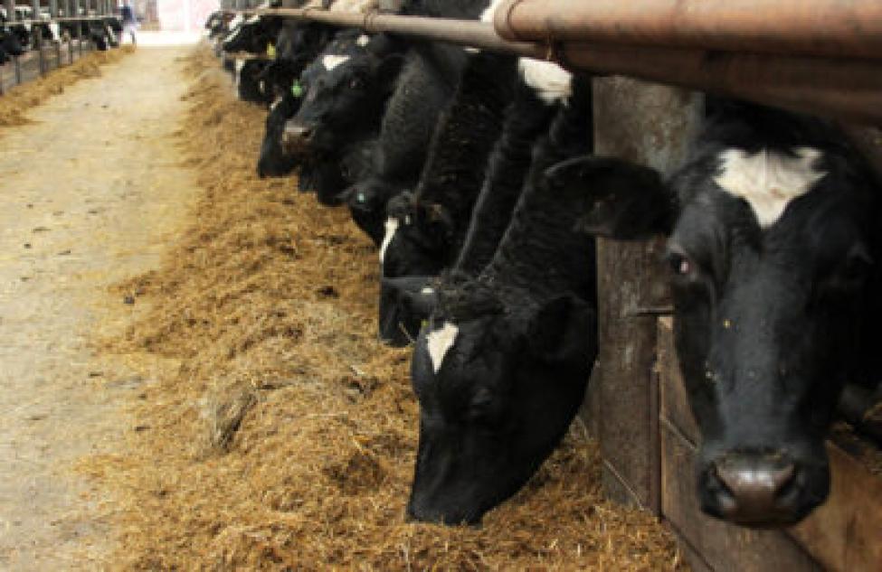 Более 4000 килограммов молока от коровы получают хозяйства района