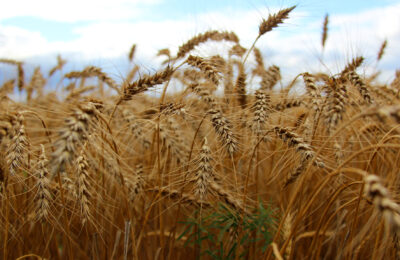 Без малого миллиард получат производители зерновых культур Новосибирской области