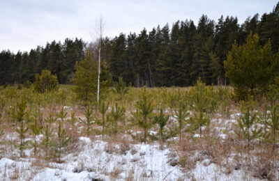 В Новосибирской области будут охранять вечнозеленых красавиц