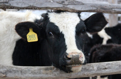 Более 112 тонн молока получат в день животноводы Татарского района