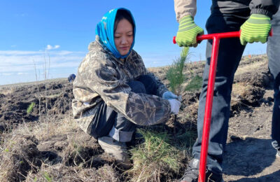 Китаянка и португалец помогли посадить деревья в Татарске
