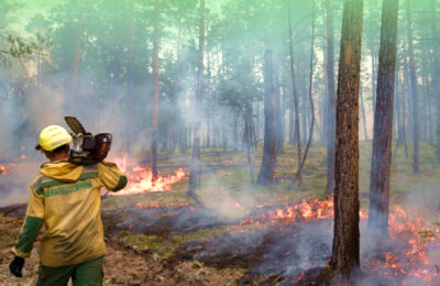 Мифы о лесных пожарах в Новосибирской области развеяли в Рослесхозе