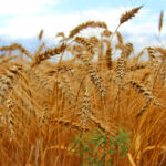 Восемь хозяйств Татарского округа полностью завершили уборочную кампанию