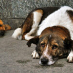 Новые меры по обращению с бездомными животными готовят в Новосибирской области