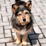 В Новосибирской области выплатили компенсацию семье ребенка за укус собаки