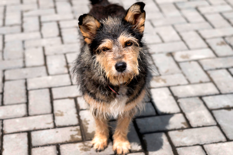 Бродячая собака