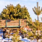 Ежегодно в Новосибирской области высаживают больше деревьев, чем вырубают