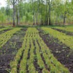 Новосибирская область перевыполнила планы по лесовосстановлению по нацпроекту