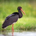 Четвертое издание Красной книги планируют выпустить в Новосибирской области