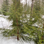 Почти 5 тысяч лесных красавиц заготовят в Новосибирской области к Новому году