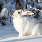 Охотники области могут получить электронные разрешения на добычу птиц и животных