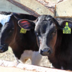 Новые меры поддержки аграриев обсудили в правительстве Новосибирской области