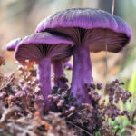 Собирать редкие грибы в Новосибирской области можно будет только по разрешению