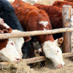 На компенсации владельцам изъятого скота в области выделили 190 миллионов рублей