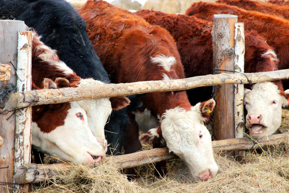 Развитие-АПК