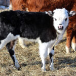 Дополнительные выплаты за изъятых животных получат жители Новосибирской области