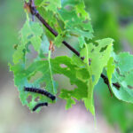 На охоту за вредителями отправятся хранители лесов Новосибирской области