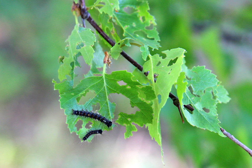 Шелкопряд-на-листьях-березы