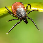 О клещах в парках и скверах напомнили новосибирцам специалисты Роспотребнадзора