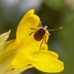 С начала сезона клещи покусали уже более 20 жителей Новосибирской области