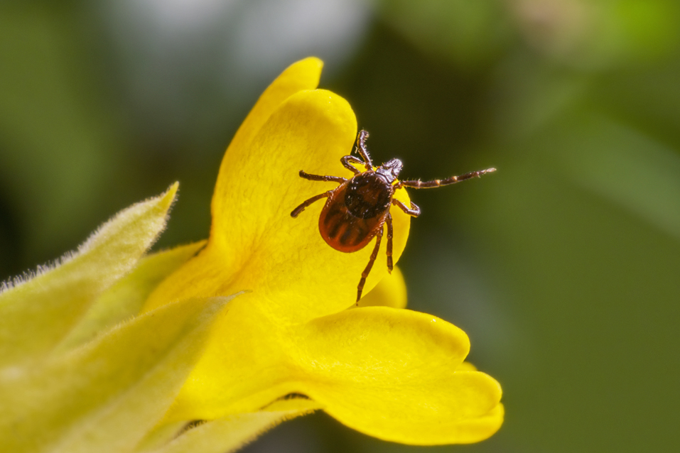 Клещ весной