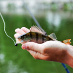 Ограничения на вылов рыбы введут в Новосибирской области в период нереста